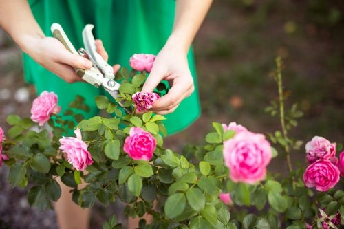 A person wearing a green apron is using garden pruning shears to trim a flowering rose bush in a well-maintained outdoor garden space. The rose bush features vibrant pink blossoms and healthy green foliage, with some flowers in full bloom and others still budding. The garden has a neatly edged flower bed with a dark soil base surrounding the plant. In the background, there is blurred greenery and other garden plants, suggesting a lush and well-cared-for outdoor area. The scene is naturally lit, indicating daylight conditions, and reflects careful outdoor maintenance typical of gardening services in Dulwich. Lawn Mowing Dulwich focuses on garden maintenance, which includes pruning, trimming, and caring for flowering plants within landscaped yards, ensuring a tidy and vibrant outdoor environment.